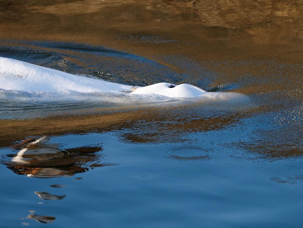 Paus Beluga yang Nyasar di Sungai Seine Itu Akhirnya Disuntik Mati