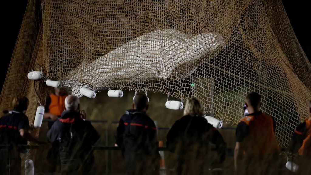 Melihat Proses Evakuasi Paus Beluga yang Terseret ke Sungai Seine