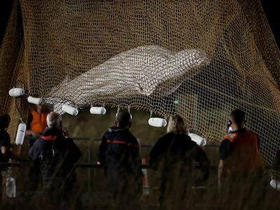 Melihat Proses Evakuasi Paus Beluga yang Terseret ke Sungai Seine