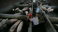 Mengintip Peternakan Babi yang Bikin Ekonomi China Goyang