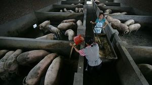 Mengintip Peternakan Babi yang Bikin Ekonomi China Goyang