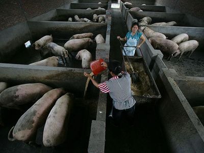 Mengintip Peternakan Babi yang Bikin Ekonomi China Goyang