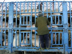 PT CPI Bantah Berencana Bangun Ternak Babi di Jepara Senilai Rp 10 T