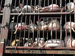 Singapura Setop Impor Babi dari Batam, Kerugian Bisa Tembus Rp 28 M Singapura Setop Impor Babi dari Batam, Kerugian Bisa Tembus Rp 28 M