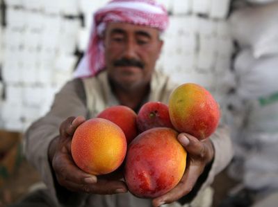 Mengintip Panen Mangga di Jalur Gaza