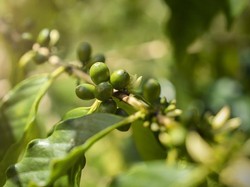 Apa Itu Kopi Hijau? Khasiatnya Disebut Bagus untuk Diet