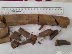 Menerka Umur Fosil Diduga Stegodon di Sumedang