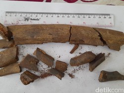 Fosil Diduga Tulang Rusuk Stegodon Ditemukan di Sumedang