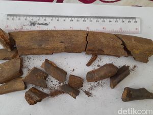 Fosil Diduga Tulang Rusuk Stegodon Ditemukan di Sumedang Fosil Diduga Tulang Rusuk Stegodon Ditemukan di Sumedang