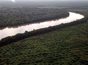 3,1 Juta Hektare Lahan Sawit Ilegal Dikuasai Negara 3,1 Juta Hektare Lahan Sawit Ilegal Dikuasai Negara