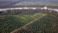 Foto Udara Hutan Mangrove di Jambi jadi Kebun Sawit