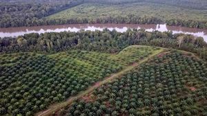 Foto Udara Hutan Mangrove di Jambi jadi Kebun Sawit
