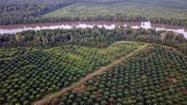 Foto Udara Hutan Mangrove di Jambi jadi Kebun Sawit