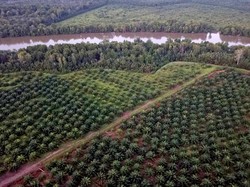 Ketika Hutan Hilang Jadi Kebun Sawit, Krisis Iklim Makin Ekstrem