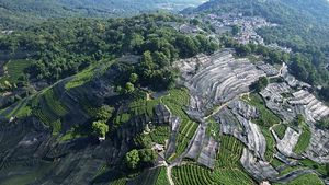 Hamparan Kebun Teh di China Ditutup Waring, Ada Apa?