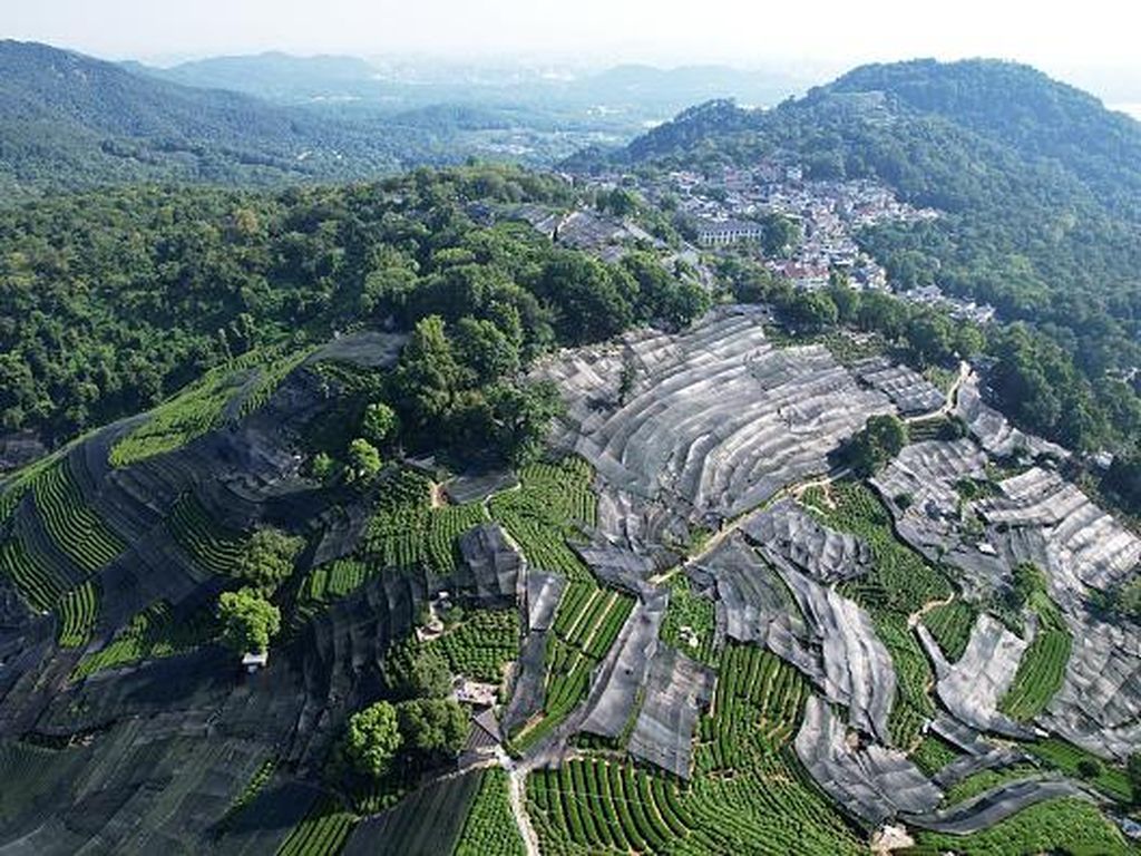 Hamparan Kebun Teh di China Ditutup Waring, Ada Apa? Hamparan Kebun Teh di China Ditutup Waring, Ada Apa?