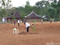 Jokowi Sebar Sejuta Bibit Kelapa Genjah: Tanam Sekarang, Panen 3 Tahun Lagi