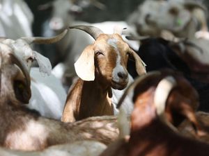5 Ayat Al-Quran yang Berisi Perintah Berkurban 5 Ayat Al-Quran yang Berisi Perintah Berkurban