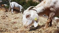 Kambing di California Dikerahkan untuk Cegah Kebakaran Lahan
