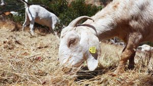 Kambing di California Dikerahkan untuk Cegah Kebakaran Lahan