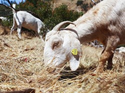 3 Ekor Kambing Warga Bogor Nyemplung ke Sumur, 2 Mati