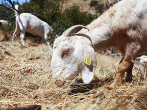 Kambing di California Dikerahkan untuk Cegah Kebakaran Lahan Kambing di California Dikerahkan untuk Cegah Kebakaran Lahan