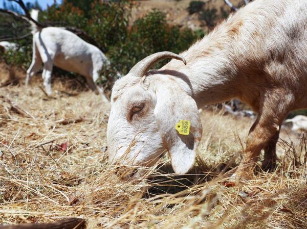 Kambing di California Dikerahkan untuk Cegah Kebakaran Lahan