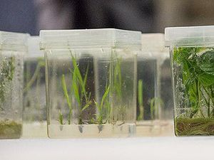 Jaringan Meristem: Pengertian, Ciri-ciri, dan Jenisnya