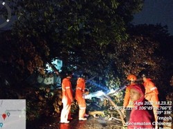 Hujan Disertai Angin Kencang di Cibinong Bogor, Pohon Tumbang Timpa Motor