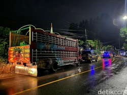 19 Kerbau Tanpa Surat Sehat dari Jeneponto Gagal Masuk Toraja Utara