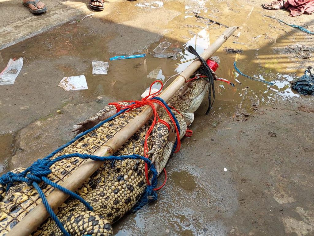 Mancing di Tepi Cisadane, Pria Ini Kaget Didatangi Buaya Mancing di Tepi Cisadane, Pria Ini Kaget Didatangi Buaya
