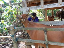 30 Sapi Peternak di Enrekang Dipotong Paksa karena Terinfeksi PMK