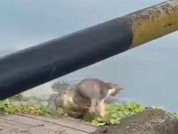 Geger Buaya 2 Meter Terkam Kucing di Pinggir Danau Folder Kaltim