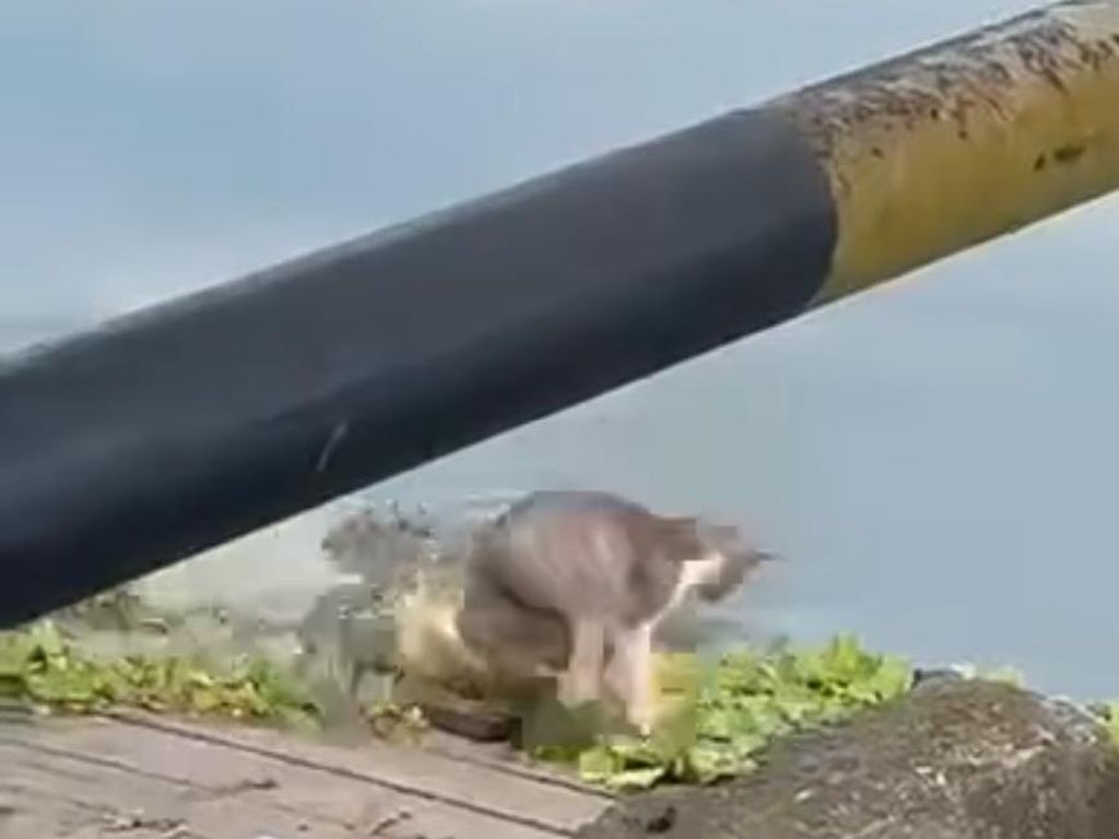 Geger Buaya 2 Meter Terkam Kucing di Pinggir Danau Folder Kaltim Geger Buaya 2 Meter Terkam Kucing di Pinggir Danau Folder Kaltim