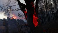 Hutan Videmonte di Portugal Membara Dihantam Gelombang Panas
