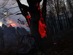 Hutan Videmonte di Portugal Membara Dihantam Gelombang Panas