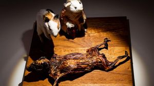 Hati-Hati Muntah! Museum Ini Tampilkan Makanan Paling Menjijikkan