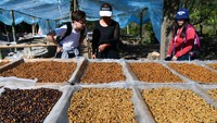 Keunikan Kopi Pu-erh dari Wilayah Penghasil Teh Yunnan China
