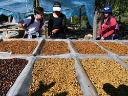Keunikan Kopi Pu-erh dari Wilayah Penghasil Teh Yunnan China