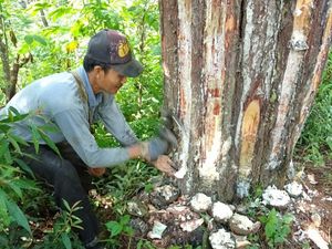 Lomba Unik Agustusan Warga Selur Ponorogo, Sadap Getah Karet Lomba Unik Agustusan Warga Selur Ponorogo, Sadap Getah Karet