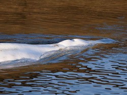 Paus Mata-mata Diduga Milik Rusia Muncul di Swedia