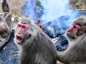 Perubahan Iklim, Satwa Liar Jepang Lebih Ganas Serang Warga