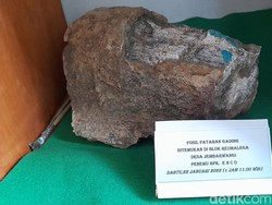 Rumah Baru Fosil Stegodon dari Sumedang