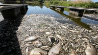 Sungai di Polandia Tercemar, Ratusan Ikan Mati