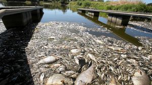 Sungai di Polandia Tercemar, Ratusan Ikan Mati