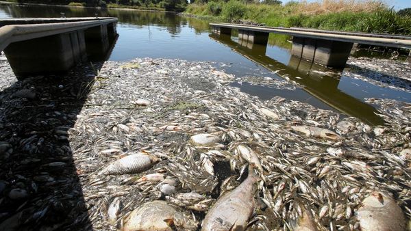 Sungai di Polandia Tercemar, Ratusan Ikan Mati