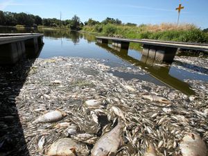 Sungai di Polandia Tercemar, Ratusan Ikan Mati
