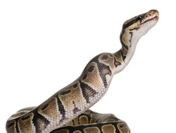 Pria di Jayapura Tewas Usai Leher Dililit Ular Sepanjang 3 Meter