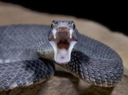 Viral Netizen Makan Daging Ular, Begini Hukumnya dalam Islam
