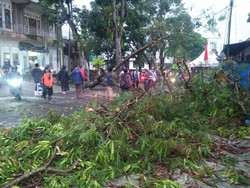 3 Pemotor Tertimpa Pohon Tumbang di Mojotengah Wonosobo